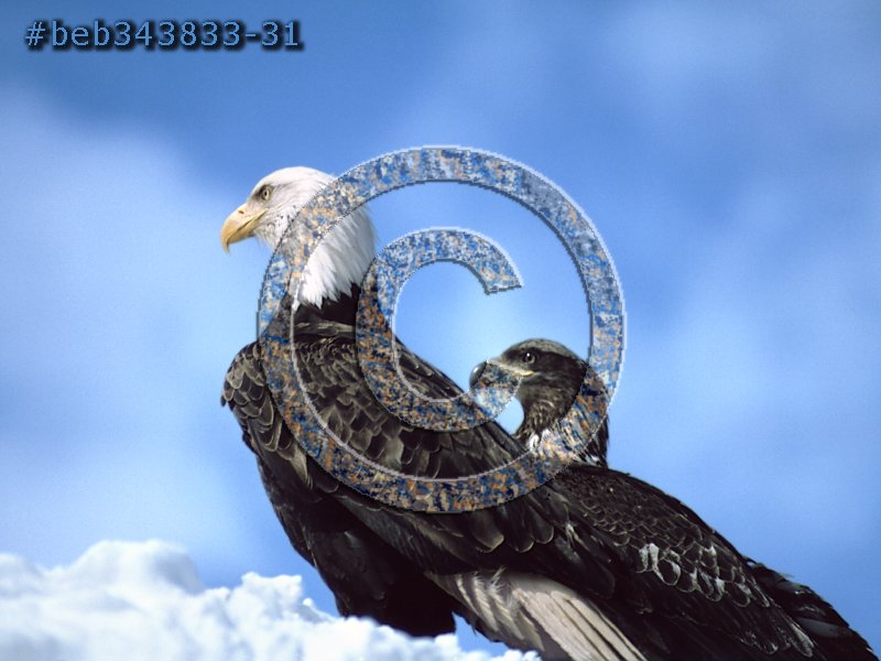 Picture of two bald eagles, one mature one immature eagle. [#beb343833-31].   Very proud watchful mood.  Makes a beautiful wall print with blue sky and clouds in background.  Lots of detail in the eagle feathers.